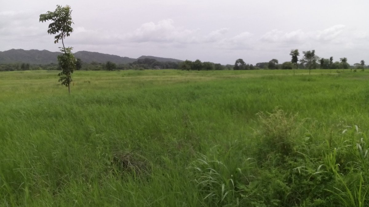La enmienda edáfica es fundamental para mejorar la producción agricola, la salud y estructura del suelo. Al mejorar la estructura, se facilita el drenaje y la aireación, lo que beneficia el crecimiento de las raíces de las plantas. Hilo 👇
#suelo #sostenibilidad #productividad