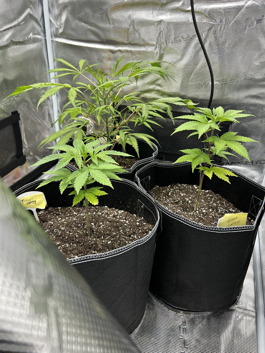 michiganjamomma's tweet photo. Peep the gals on 4:20 ๐คญ๐ซถ๐ป @MarsHydroLight #marshydroinlinefan #marshydrots1000 #marshydrogrowtent #marshydro https://t.co/fA4SrdlHst