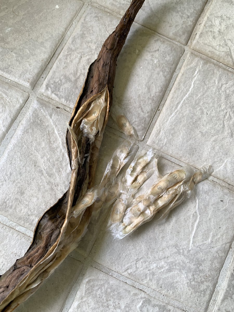 La mejor manera de recolectar cientos de semillas de guayacán es esperar a que maduren algunas de las frutas (vainas) del árbol y luego recolectar las verdes y dejarlas madurar y secar en su patio. #Panama