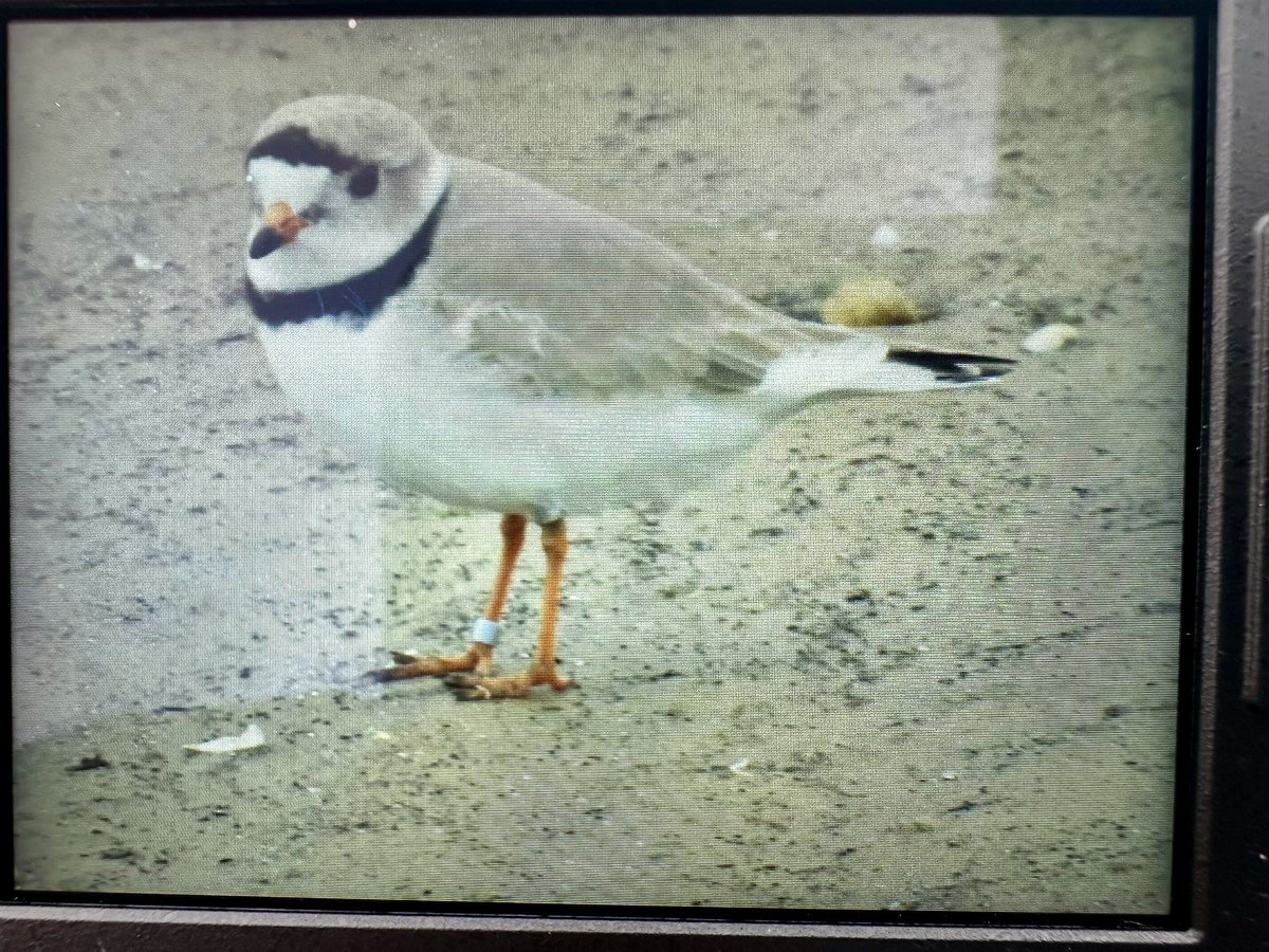 BREAKING: Imani is home!
Hatched in 2021 on Montrose Beach, son of Monty and Rose, our native son Imani is home. Welcome home, sweet prince!

📸: Lin Johnston (Imani, Montrose, Chicago, April 18, 2025, back of camera photo)