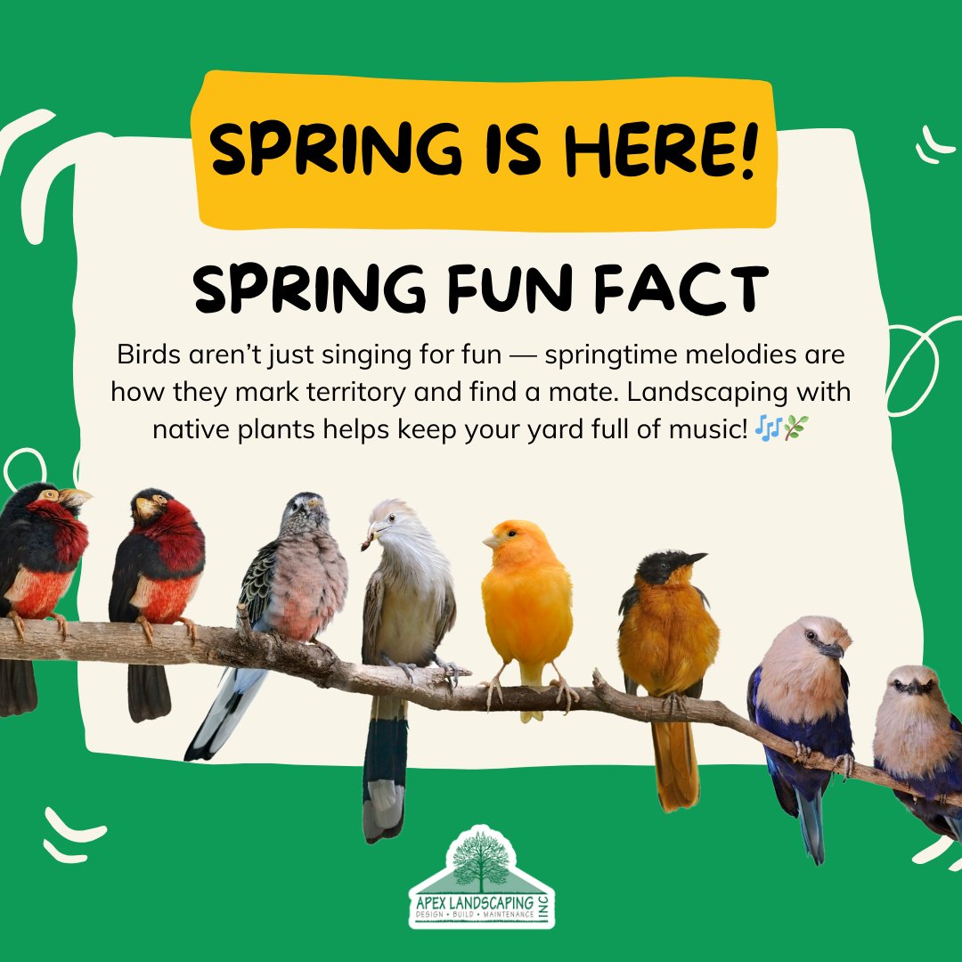 ApexLandscaping's tweet photo. Hear that? It’s nature’s love songs! 🐦💚 Birds sing to claim territory and find their spring fling. Add native plants to your yard and keep the concert going. #BackyardBirds #NativeLandscaping https://t.co/62A5VoCyIY