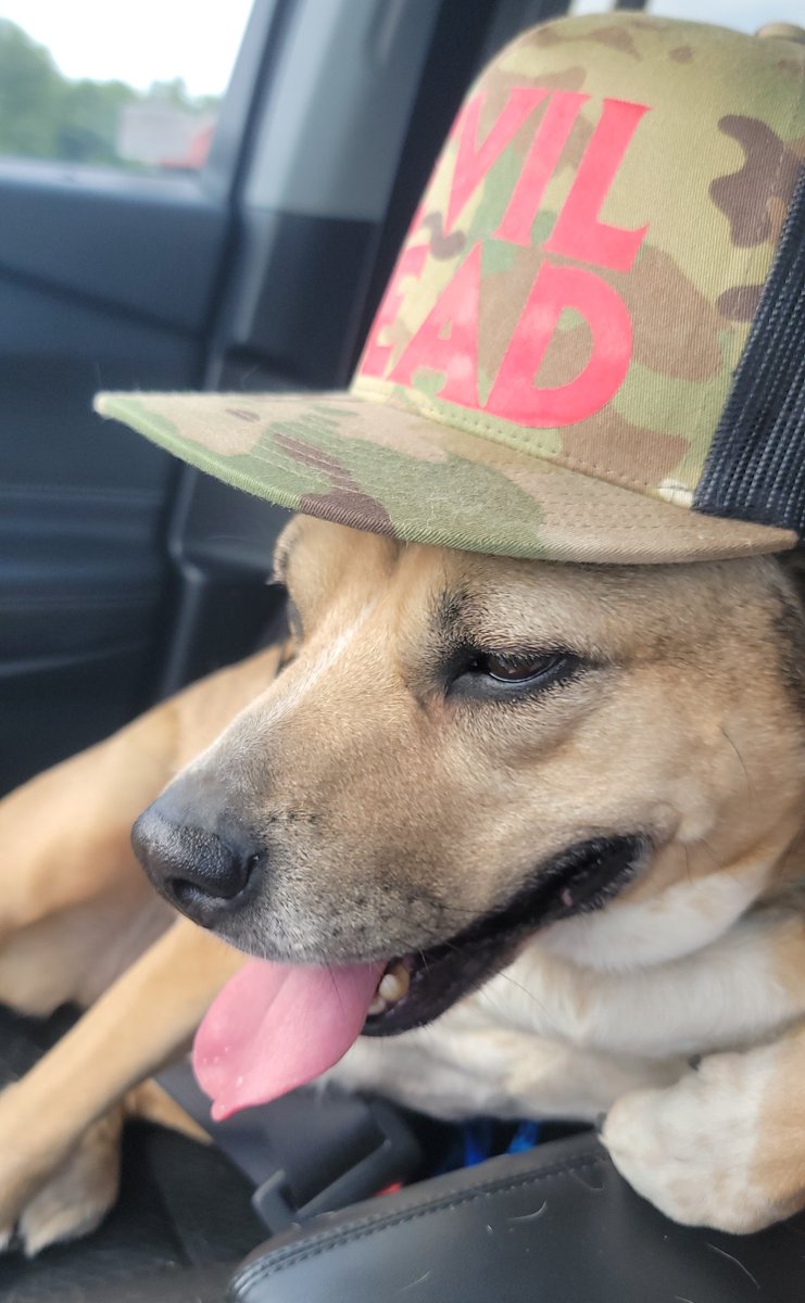 CflemishAuthor's tweet photo. Guess Moxie's favorite horror movie? #horror #dog #horrorpets #writerscommunity #cflemish #hailtotheking #darktales #diablocanyon https://t.co/TOLkD7GYTy