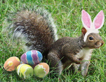 wmsquirrel's tweet image. #HappyEaster, @williamandmary peeps! I hope you find lots of yellow eggs on the hunt this weekend. You know, yellow is the in-color this spring!