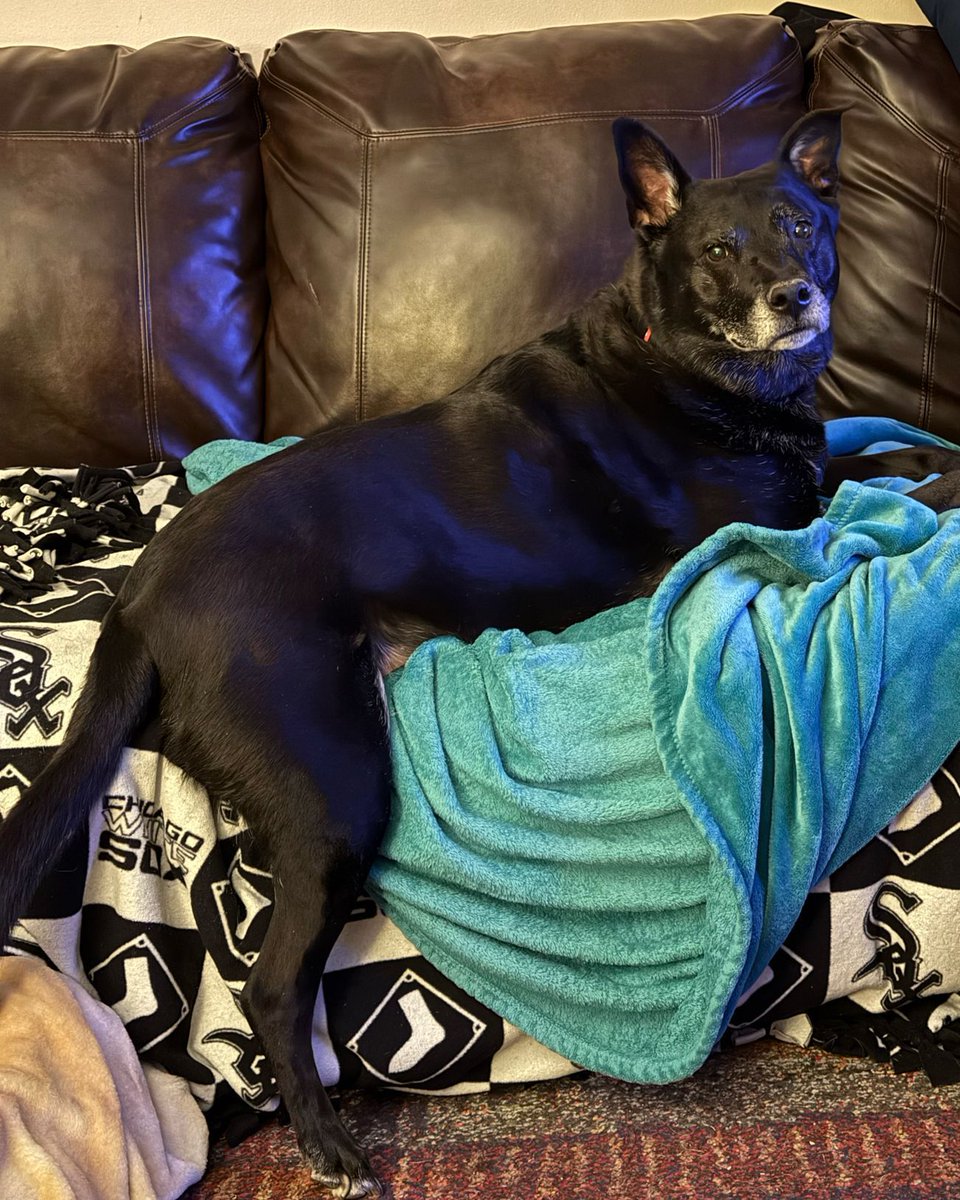 "Hello furiends, this may be my last update! My grandpawrents are looking to finally retire, and may not be in need of me any more! Thank you for all the lovins! I hope you all have the happiest of Easters this weekend and never forget to call my pro friends during disasters!