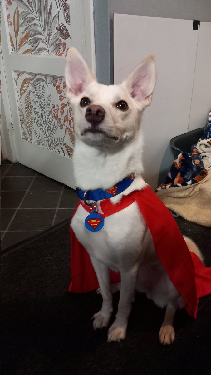 StevenRowlatt's tweet photo. @Superman Look up! #SupermanDay #superman #SupermanMovie #LookUp https://t.co/D9LYd98wMz