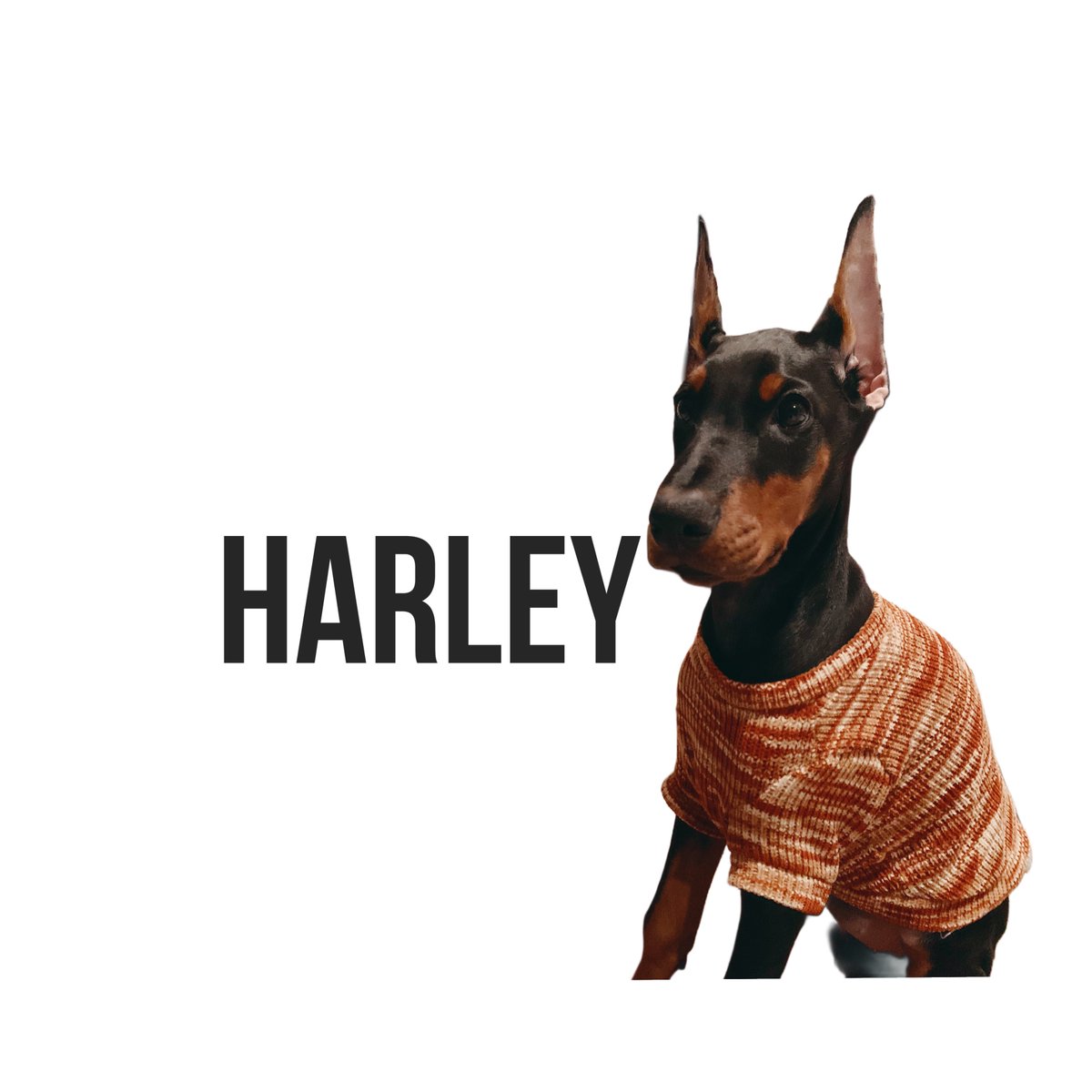 Chan_Uhi's tweet photo. 愛犬垢🐾@_AL_SOY_HARLEY_ https://t.co/fpHV9HJHZD