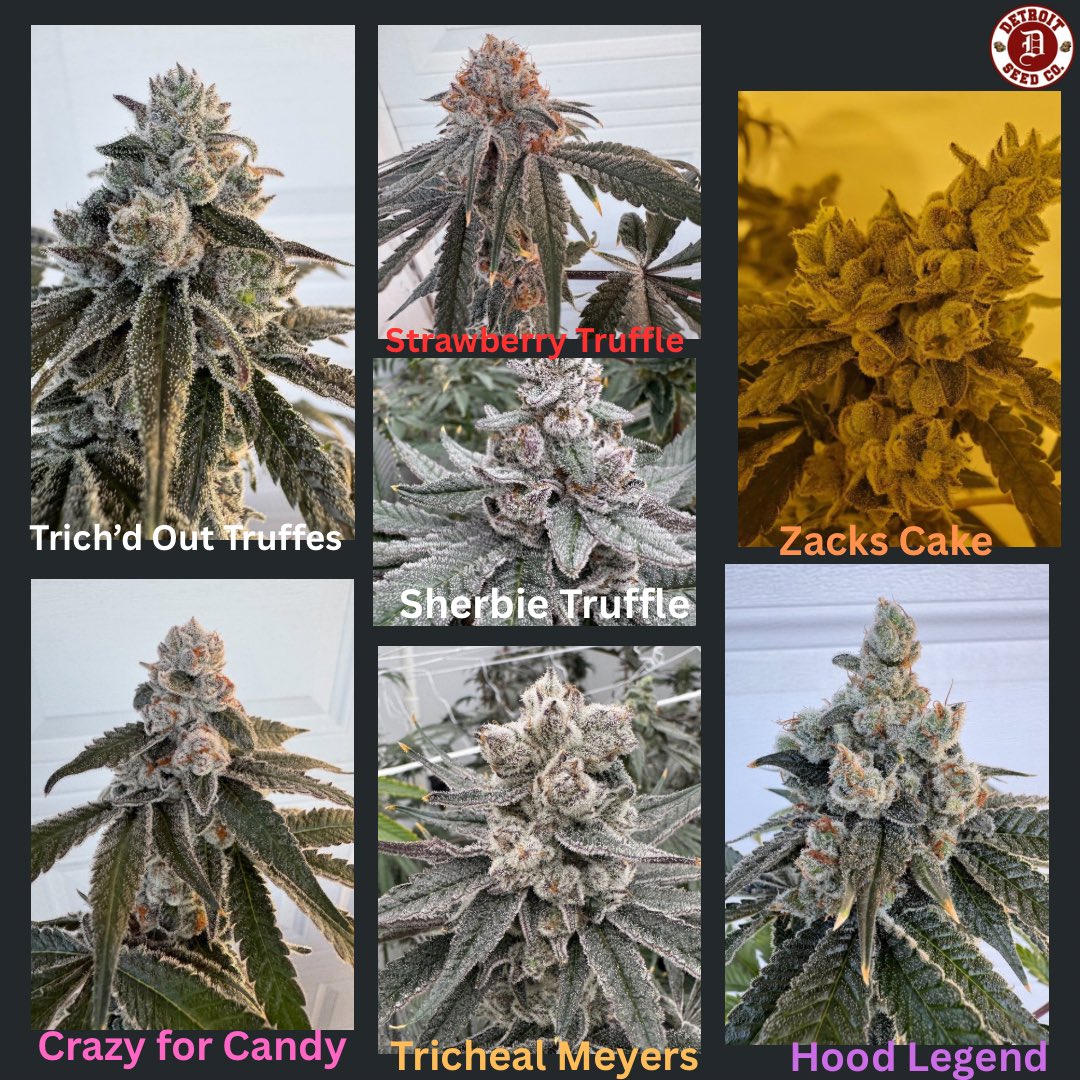 supremeseedbank's tweet photo. @dscfrankwhite strawberry truffle drop is live! Freebies inside every pack! Hit the site https://t.co/TEjv5uoNmJ https://t.co/XMaTLzJZZ7