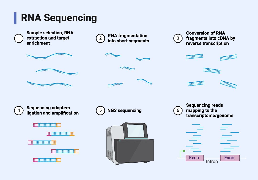 LiangChengMD's tweet photo. Happy Friday!  I am pleased to share a new review article written by rising GU pathology star Dr. Khaleel Al-Obaidy, @KhaleelAlObaidy just published in Urologic Oncology @UrolOncol @markballmd

Summary: 
RNA sequencing is a powerful tool for uncovering molecular alterations in urologic malignancies, offering insights into gene expression, mutations, and fusions. It plays a key role in classifying urothelial carcinoma subtypes, detecting ETS fusions in prostate cancer, and identifying gene fusions in kidney cancer. These discoveries enhance our understanding of cancer biology, support personalized treatment strategies, and reveal new therapeutic targets.

Free access: https://t.co/CRN1bjWirg
#urology #gupath #molpath