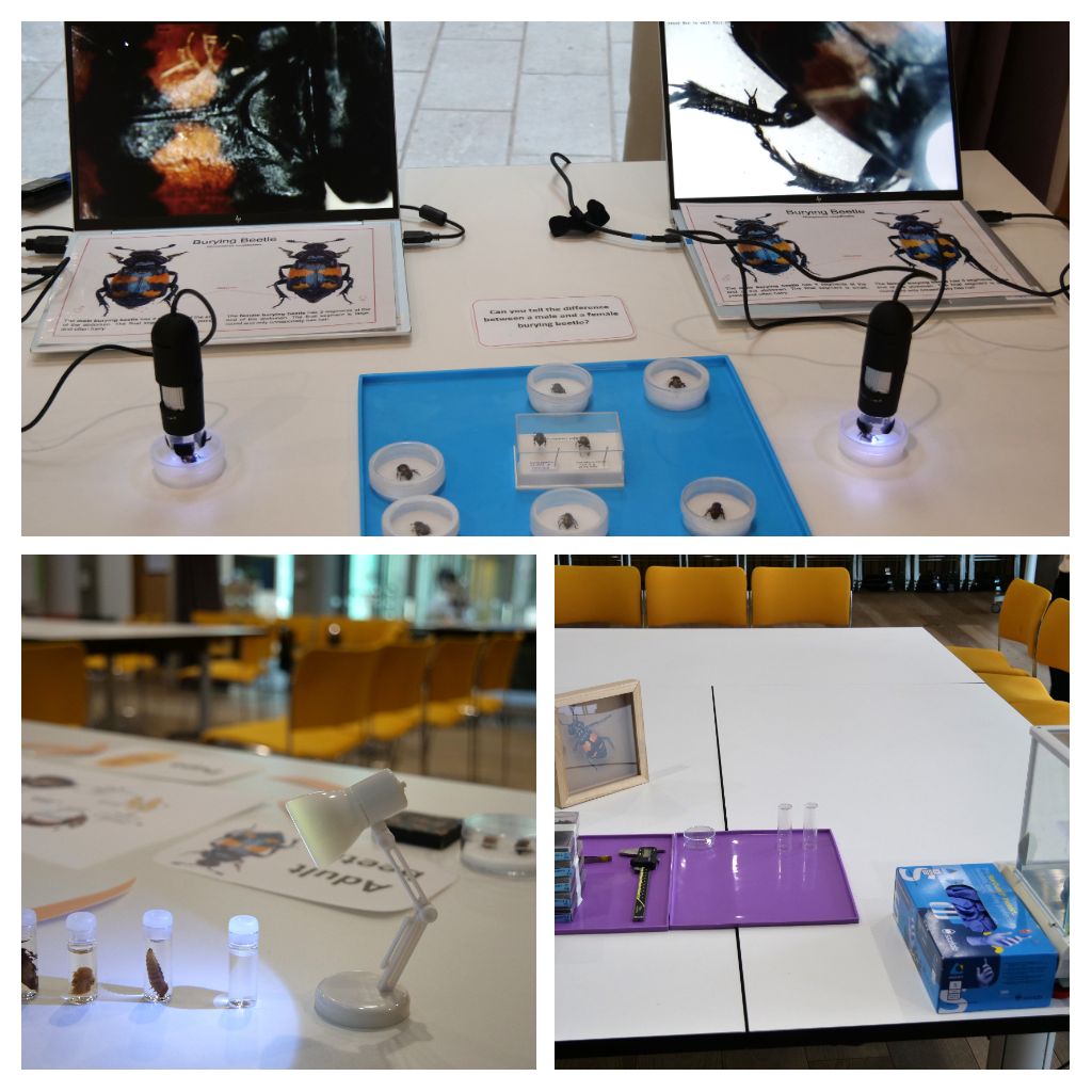 Kumari Riya Pati (@kumaririyapati) on Twitter photo What an incredible experience leading my interactive Burying Beetle workshop at <a href="/EdSciFest/">Edinburgh Science</a> 2025. All about sharing hands-on science, real research techniques with curious minds. Huge thanks to <a href="/SBSatEd/">Biological Sciences | University of Edinburgh</a> team and ESF for this amazing platform to connect & inspire. #spaceshipearth What an incredible experience leading my interactive Burying Beetle workshop at <a href="/EdSciFest/">Edinburgh Science</a> 2025. All about sharing hands-on science, real research techniques with curious minds. Huge thanks to <a href="/SBSatEd/">Biological Sciences | University of Edinburgh</a> team and ESF for this amazing platform to connect & inspire. #spaceshipearth