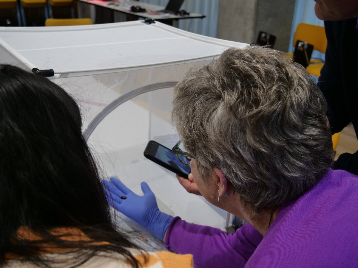 kumaririyapati's tweet photo. What an incredible experience leading my interactive Burying Beetle workshop at @EdSciFest 2025. All about sharing hands-on science, real research techniques with curious minds. Huge thanks to @SBSatEd team and ESF for this amazing platform to connect &amp; inspire. #spaceshipearth https://t.co/OR9l9A00li