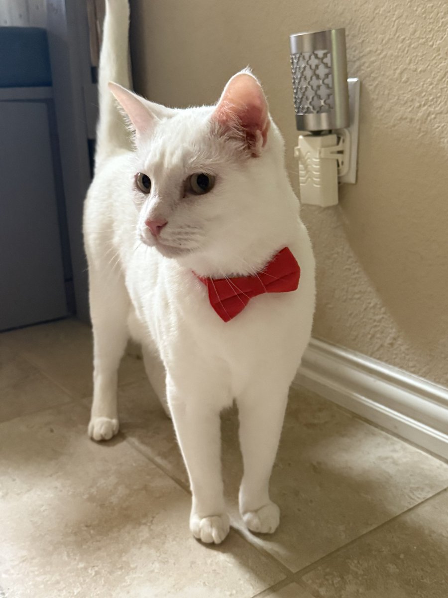 Look at him rock his little bow tie