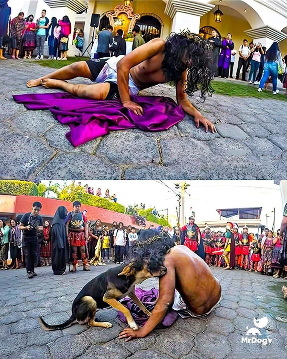 Plu2Desampara2's tweet image. INOLVIDABLE 
Esta hermosa imagen de un perrito en situación de calles consolando al actor que hacía el papel de Jesús, quería hacerle sentir que no estaba solo, porque creía que lo estaban maltratando... Quien mejor que ellos sabe lo que eso significa. 
#viacrucis