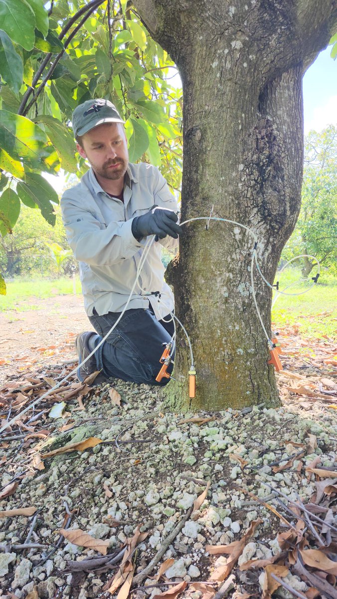 Tropical Plant Clinic & Research Lab (@clinicplant) on Twitter photo It is my pleasure to officially welcome Dr. Andrew Mann (<a href="/andrewmann_/">Andrew Mann</a>) to our lab at <a href="/UFPlantPath/">UF/IFAS Plant Pathology Department</a> and <a href="/UFTropical/">UF IFAS Tropical Research and Education Center</a>!
Andrew has hit the ground running and is leading a #fungicide field trial for the <a href="/IR4_Project/">The IR-4 Project</a> in #avocado to test a promising compound against #laurelwilt. It is my pleasure to officially welcome Dr. Andrew Mann (<a href="/andrewmann_/">Andrew Mann</a>) to our lab at <a href="/UFPlantPath/">UF/IFAS Plant Pathology Department</a> and <a href="/UFTropical/">UF IFAS Tropical Research and Education Center</a>!
Andrew has hit the ground running and is leading a #fungicide field trial for the <a href="/IR4_Project/">The IR-4 Project</a> in #avocado to test a promising compound against #laurelwilt.