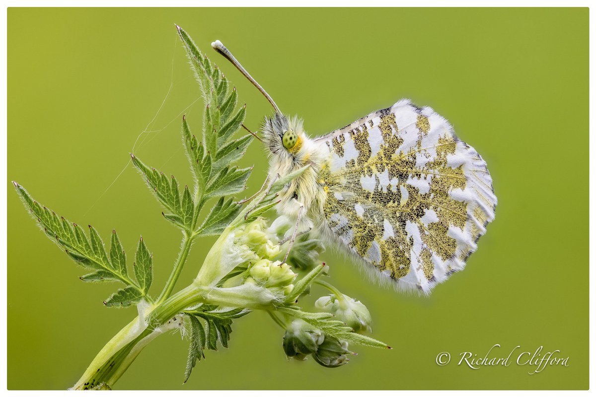 A female Orange Tip roosting on Cow Parsley at <a href="/NTCroome/">Croome NationalTrust</a>