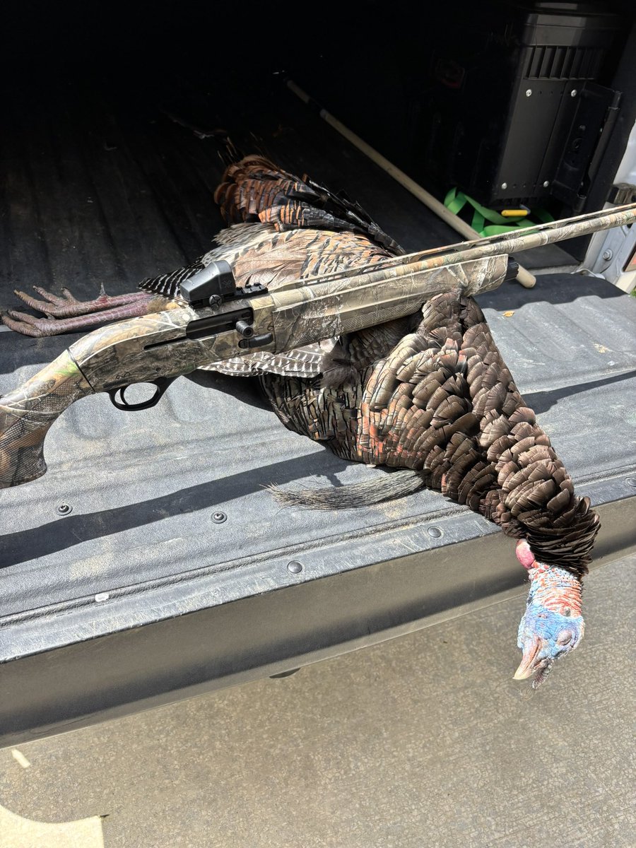 HuntsvilleHuntr's tweet photo. Once again the @Beretta_USA a300 20ga turkey edition comes through…what an amazing shotgun! https://t.co/v2xNdWdBRM