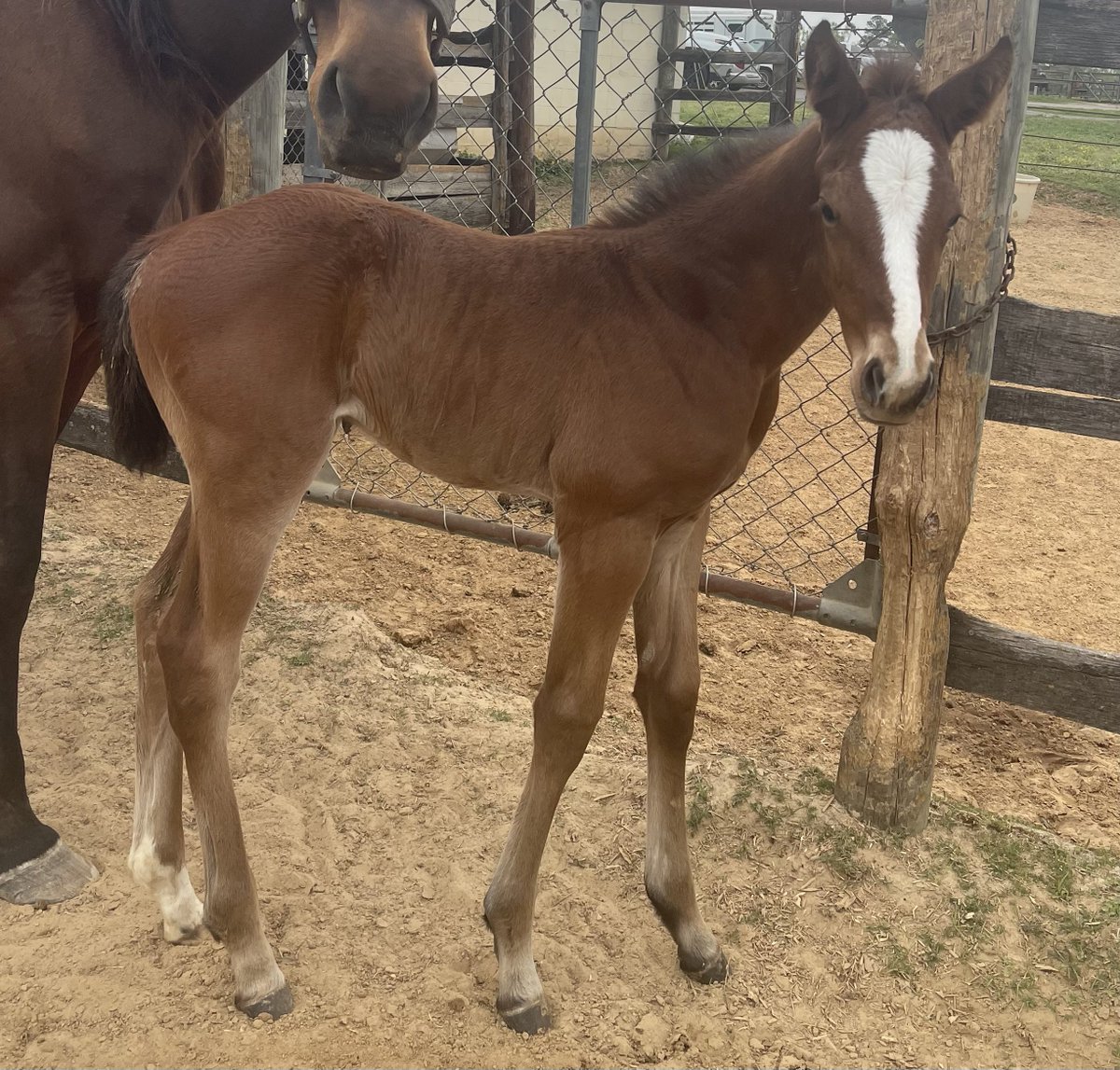 louisianabred's tweet photo. 🌟🐴 Foal Friday Fun! 🐴🌟
Meet this striking filly by El Deal out of City Empress—bred right here in Louisiana by Set-Hut, LLC! 💥👑
#FoalFriday #LouisianaBred #ElDeal #CityEmpress #LTBA #LaBred #FillyPower #FutureChampion 🏇💎 https://t.co/jHY6ENIDKJ