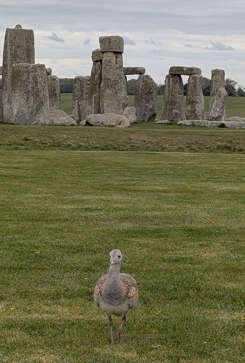 Louis Mullineux tweet media