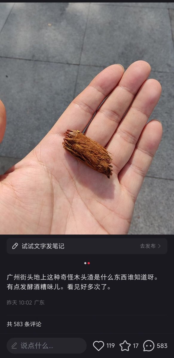 Yosannana's tweet photo. 我知道，这是迷你椰子，小时候经常拿起来搓着玩😃 https://t.co/yVcKbACRp6