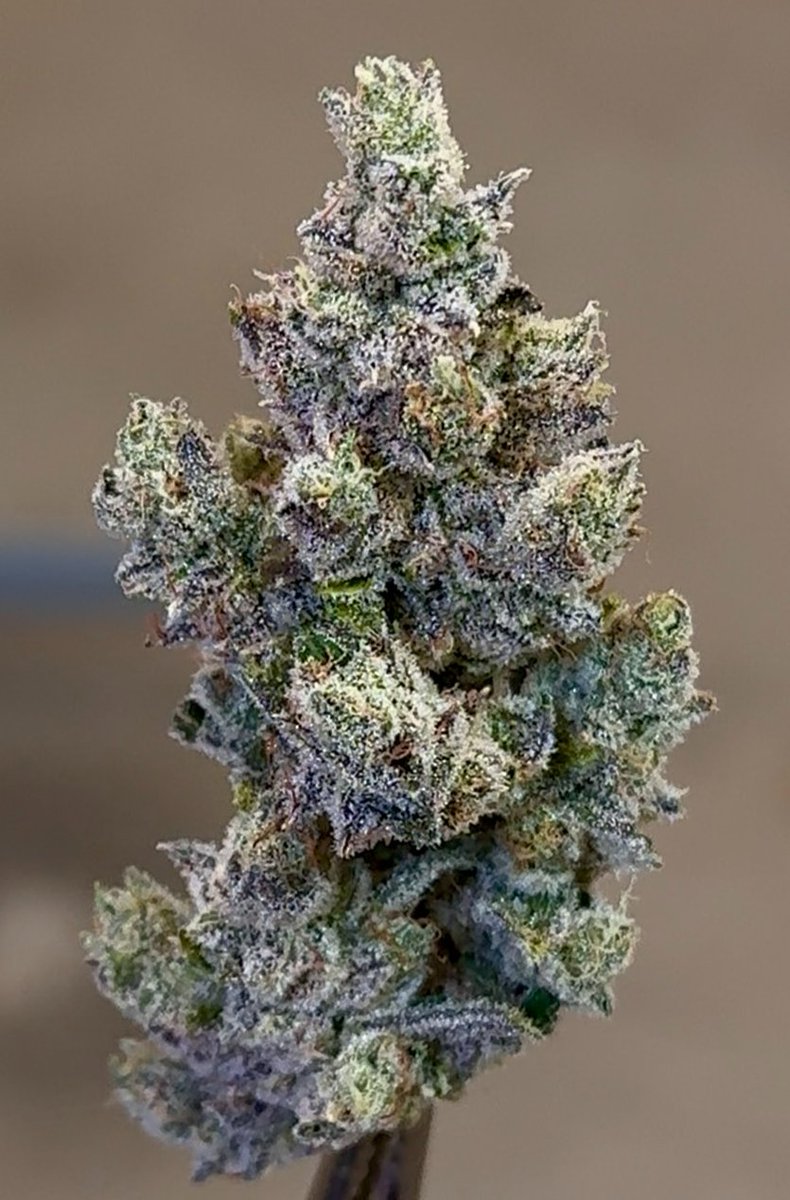 Fig Farms tweet media