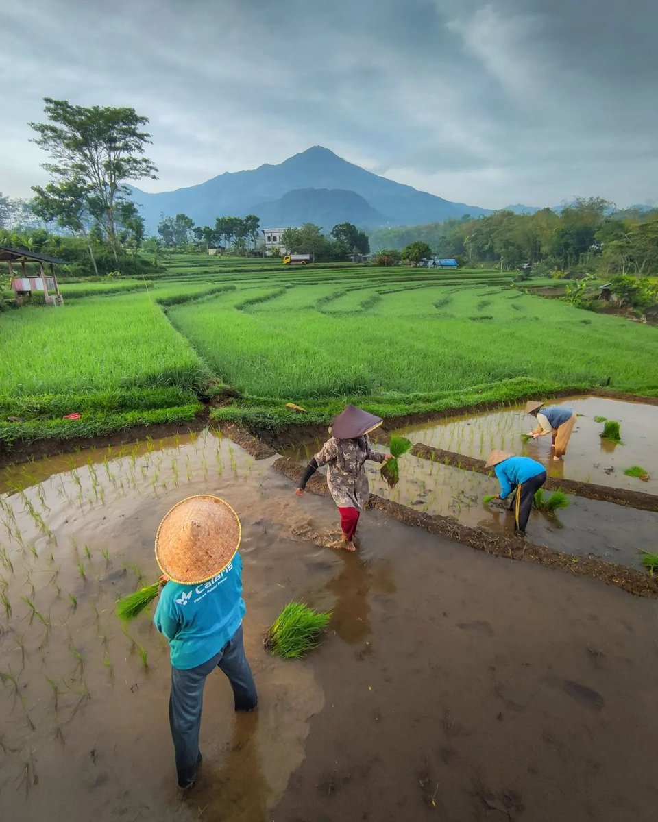 ebe_ganzo's tweet image. Selamat pagi Nelayan, Petani &amp;amp; Pedagang. 
#TetapSemangat