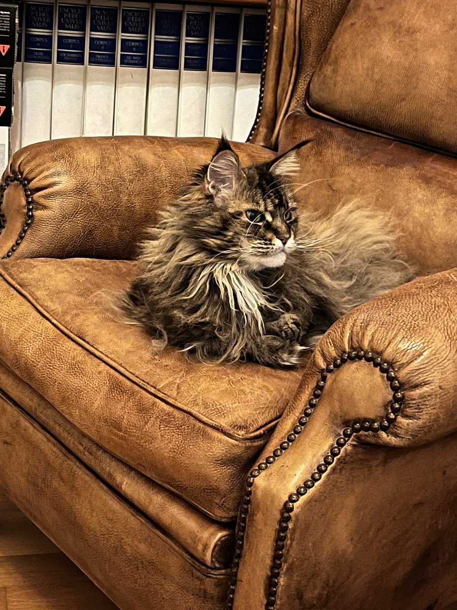 Le Gremlin (@mogwai92) on Twitter photo 