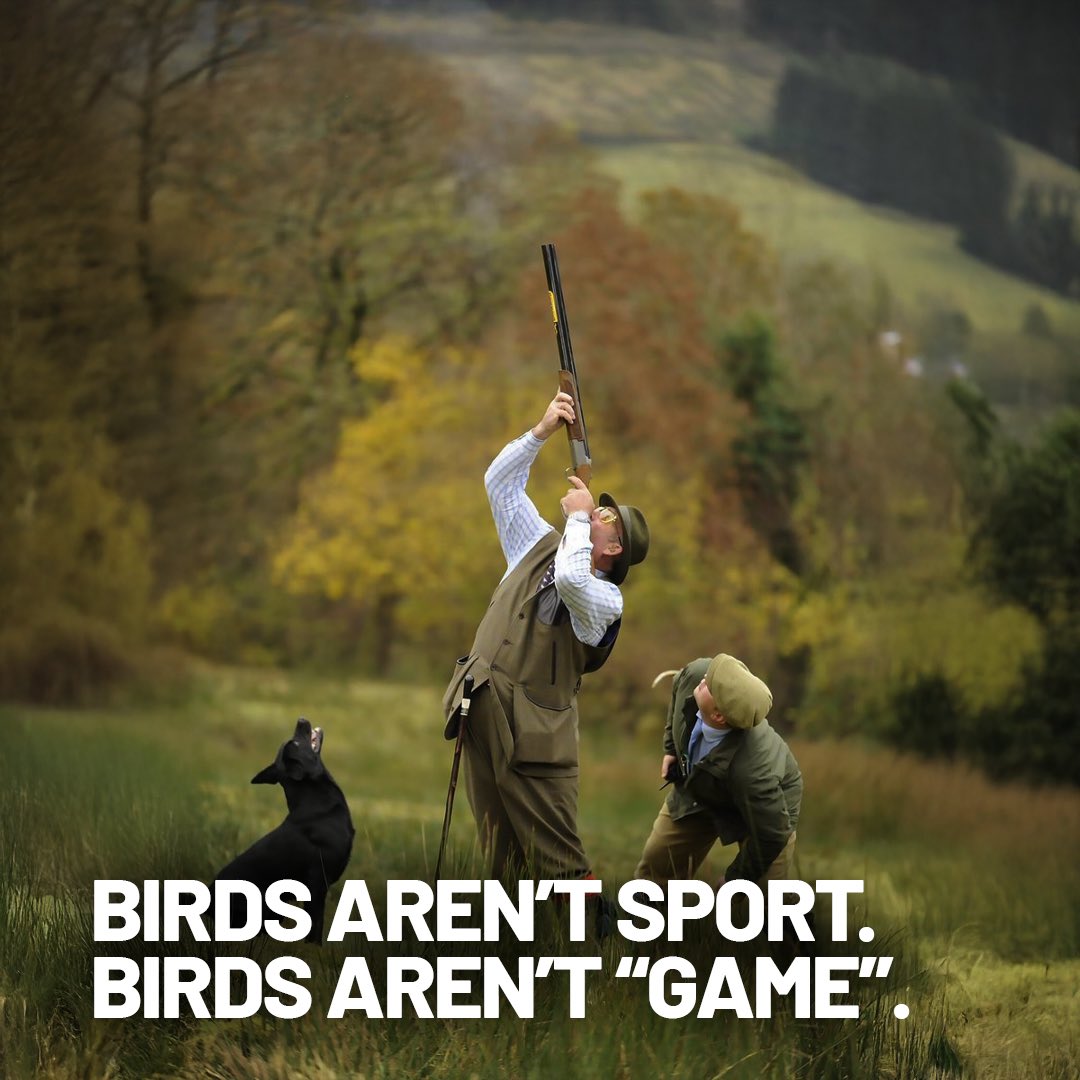EndBirdShooting's tweet image. RT if you agree!

@EndBirdShooting
