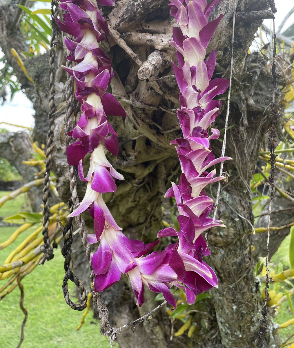 SylvieDahl's tweet photo. #FlowersOnFriday In Hawaiian tradition, disposing of lei is done w/ respect &amp; never thrown away like trash. It's customary to return lei to the natural environment or place it in a significant location, ie scattering the flowers in the sea or hanging lei on a tree. https://t.co/qPj3vtRss6