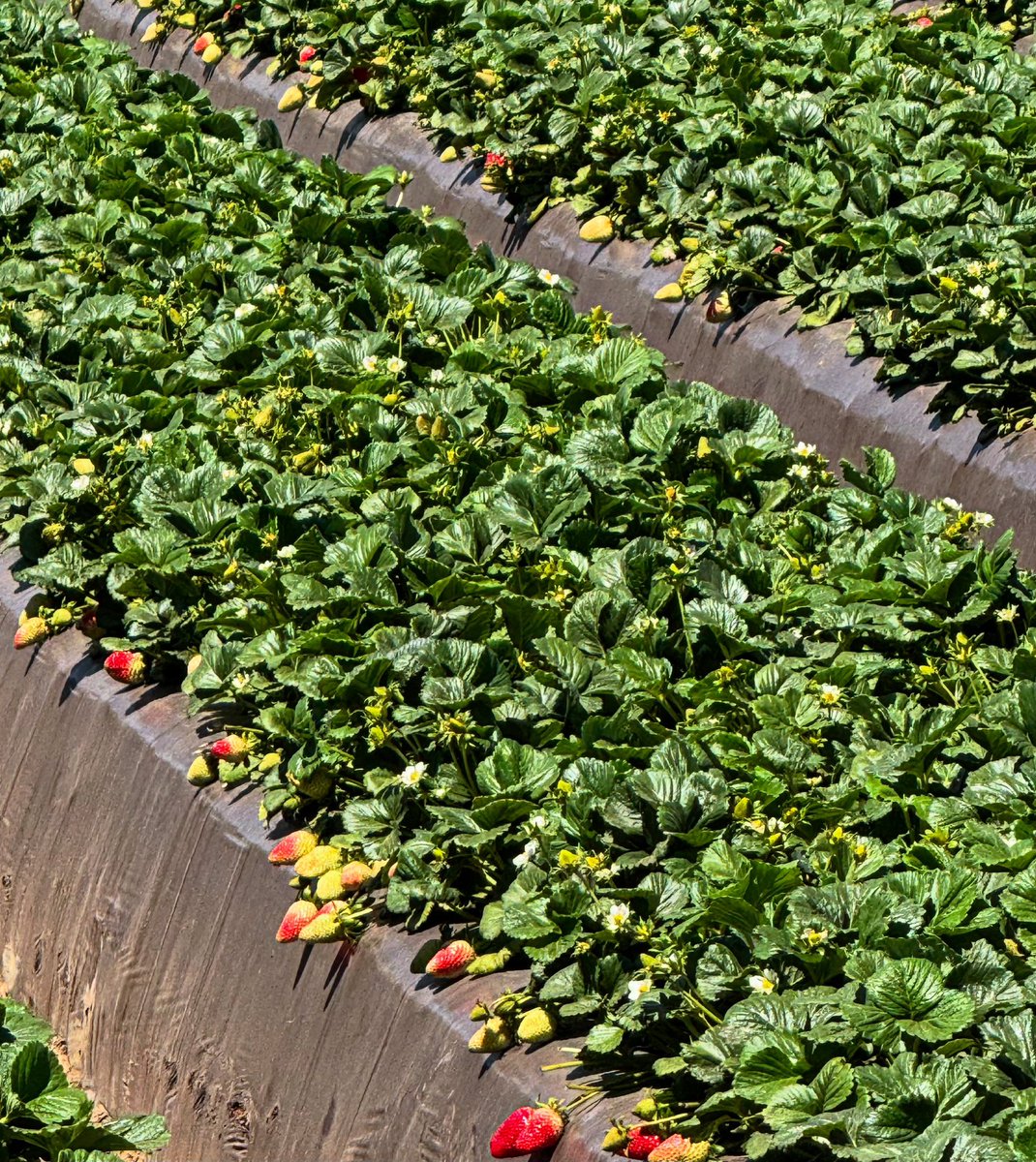 RJOProduce's tweet photo. From all of us at RJO Produce, we want to wish you and your family a Happy Easter! Beautiful and tasty California strawberries scream Easter! #rjoproduce #birddog #produce #producenews #easterweekend https://t.co/0EwWEd0TNm