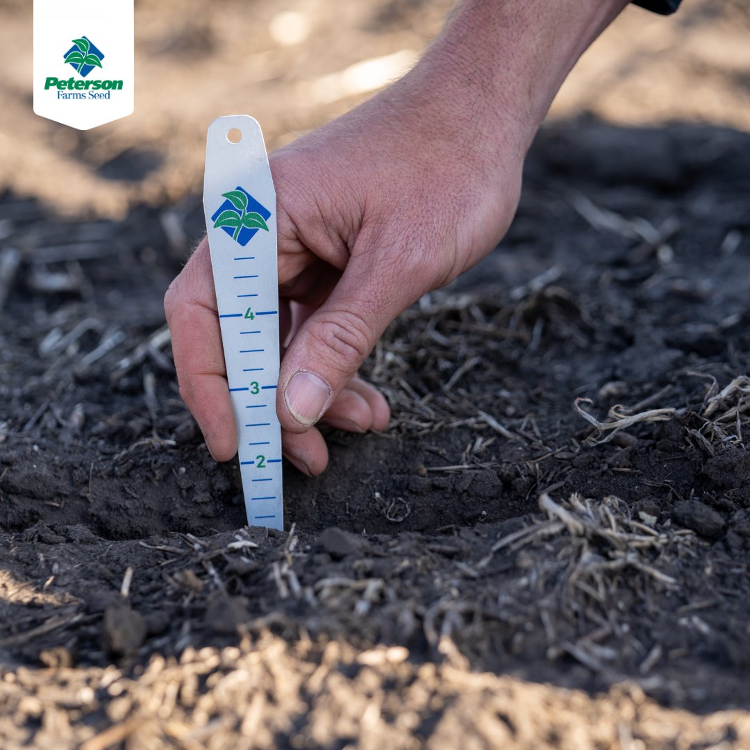 PFSeed's tweet photo. 🌷Happy Easter! 🌷
Easter is a time of new beginnings. In every field and every heart, there’s a season for planting hope. From all of us at Peterson Farms Seed—He is risen, and so is the promise of a new season.

#HeIsRisen #SpringHope #FaithintheField https://t.co/XEW4ML7PUm