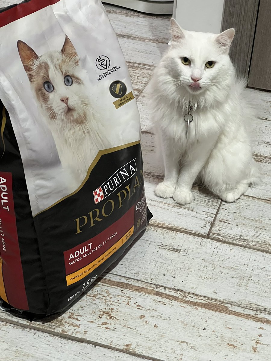 g_seque's tweet photo. POV: Llega tu comida 🐈

@ProPlan https://t.co/CeL268qE34