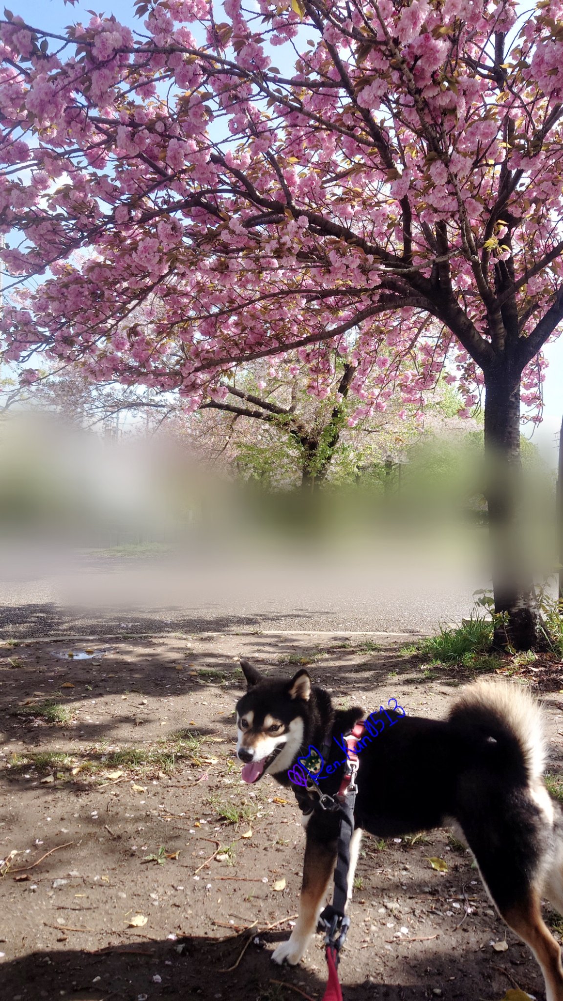 🌼ぽぽたん🌼 | ぽぽたん🌼 お花見へ行ってきました🌸 一緒に桜