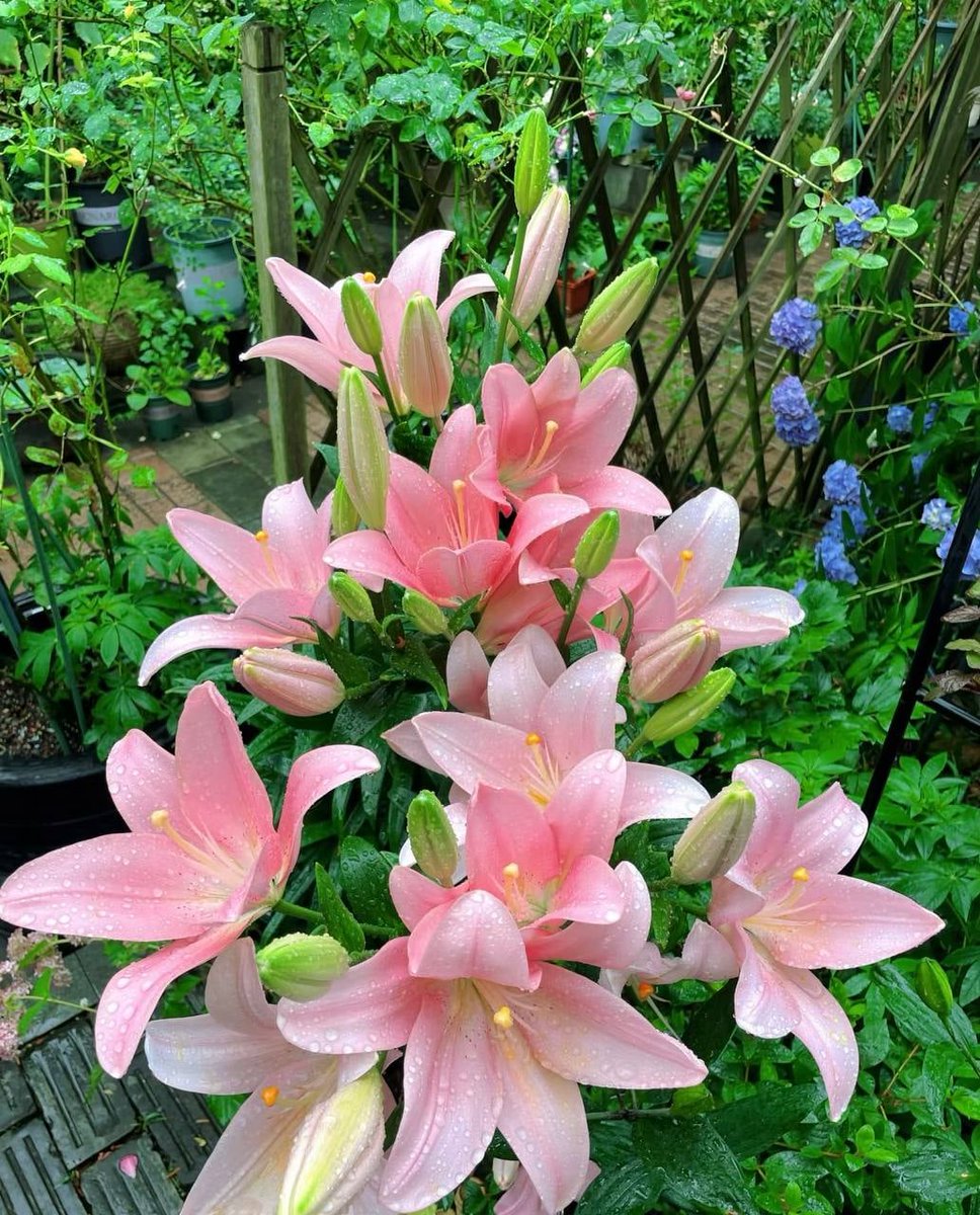 Lilies after the rain🌧🌧