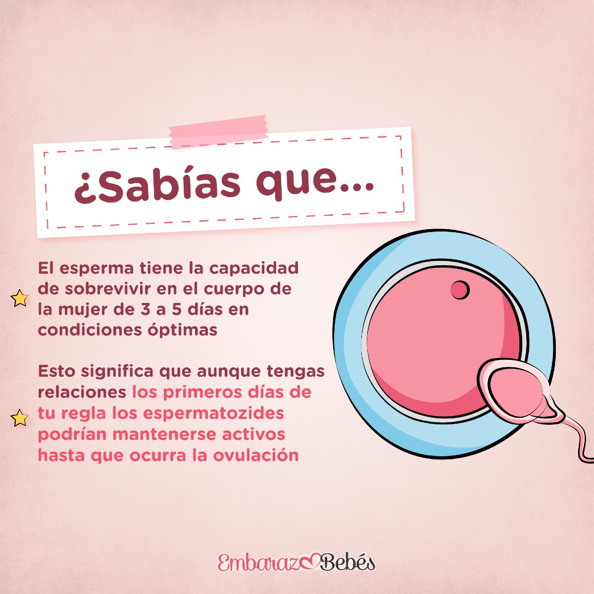 EmbarazoBebes's tweet photo. Incluso si ovulas varios días después del periodo el esperma podría encontrarse con el 
óvulo

¿Quieres saber más? Mira nuestro video en YT: 😱🩸 ¿Puedes QUEDAR EMBARAZADA el 1º DÍA DE TU REGLA? ¡Descúbrelo!
https://t.co/LoOcpNW0GC

@EmbarazoBebes  
#embarazo&amp;bebes #bebes https://t.co/ZgBvbez4Pb