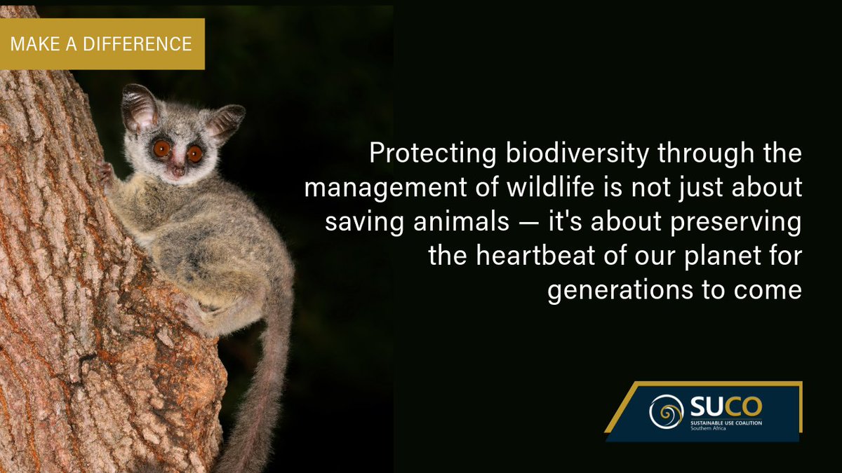 We believe that protecting and responsibly managing our natural heritage is not just a duty, but a legacy we owe to future generations.
suco-sa.org.za
#allfollowers
#differencemaker
#conservation
#wildlife