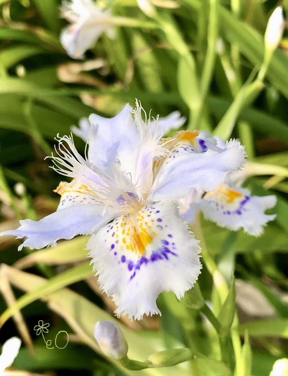 eO48544649's tweet photo. おはようございます☀
本日もよろしくお願いします☘️
Good morning❣️
Have a happy Saturday. ☕️🍩
#花 #Flowers #TLを花でいっぱいにしよう #goodmorning #おはよう #シャガ #flowerphotography #胡蝶花 #FringedIris #キリトリセカイ #春 #CrestedIris #白い花 https://t.co/Ai3qpCOjoh