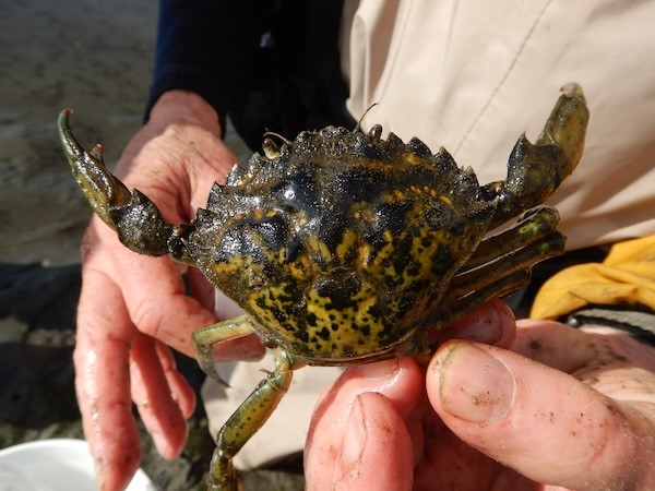 Puget Sound Partnership (@pspartnership) on Twitter photo The <a href="/PugetSoundInst/">The University of Washington Puget Sound Institute</a>'s free Salish Sea Science Roundtable online speaker series continues on Tuesday, May 13th, from 12.30 to 1.30 pm.
The May roundtable will discuss 'Transboundary Threats: European Green Crab in the Salish Sea.'
Learn more & register: bit.ly/4j9KFt4 The <a href="/PugetSoundInst/">The University of Washington Puget Sound Institute</a>'s free Salish Sea Science Roundtable online speaker series continues on Tuesday, May 13th, from 12.30 to 1.30 pm.
The May roundtable will discuss 'Transboundary Threats: European Green Crab in the Salish Sea.'
Learn more & register: bit.ly/4j9KFt4