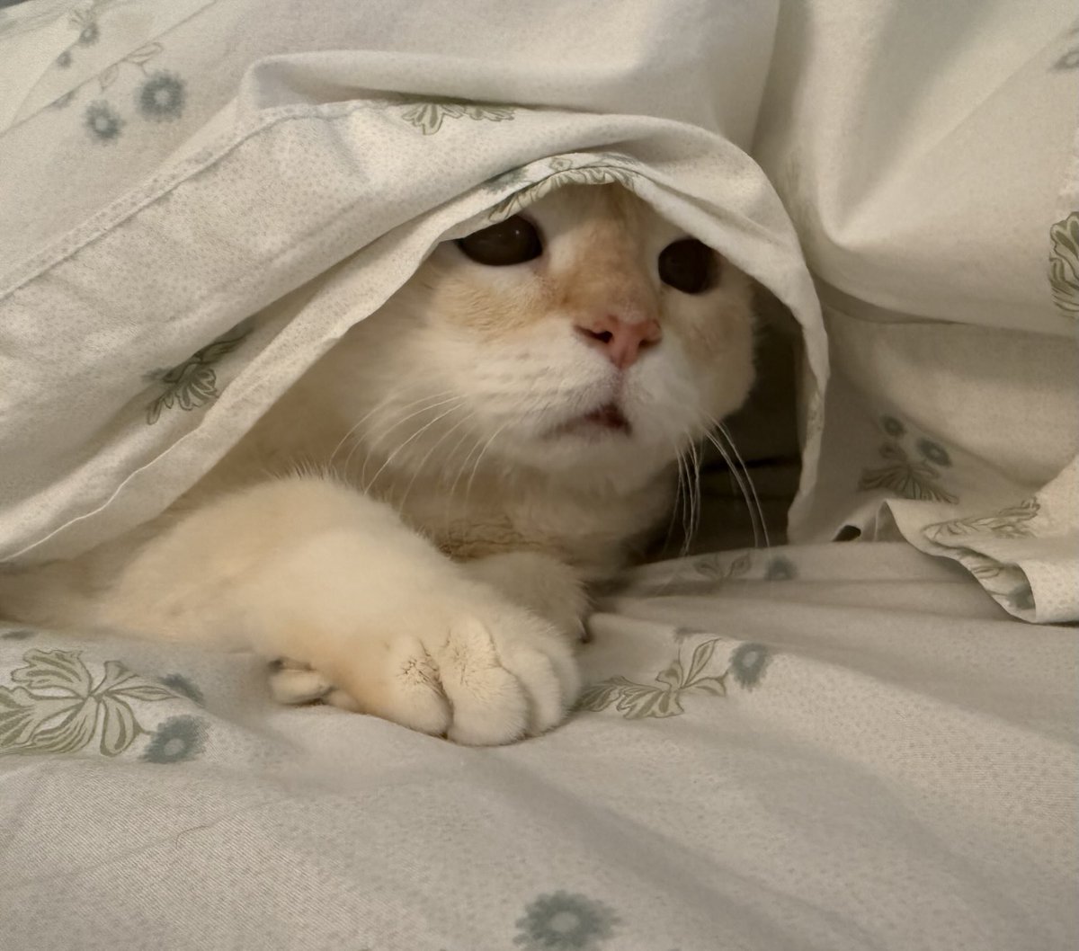 Is it time to get up? If so, please make sure that a full breakfast has been laid out before I make the effort to appear at my favorite restaurant. #caturdayeve #cat #catsofx