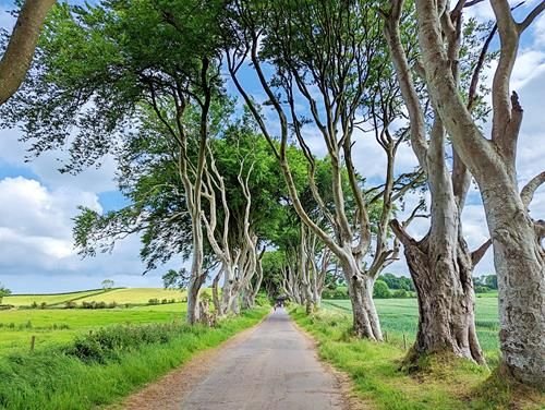 BaSnorkel's tweet image. Dark Hedges is an instagrammable place in Northern Ireland. Filmed here were King's Road in Game of Thrones, and Transformers movie The Last Knight. It is known for its weird looking trees. #DarkHedges #NorthernIreland backpackandsnorkel.com/Northern-Irela…