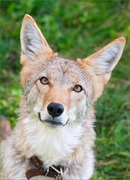 HourlyYote's tweet photo. [🔗](https://t.co/Hs5nVMGGfY) https://t.co/1d14ha06xe