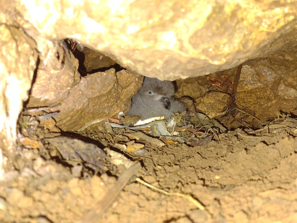 🐣 The first chicks have hatched in the Black-capped Petrel nesting colony at La Visite National Park, Haiti! Our dedicated team members, Bazil Garcia and Lionel Raymond, are carefully monitoring nests and protecting these endangered seabirds. 🌿🦅

📸: Bazil Garcia, EPIC