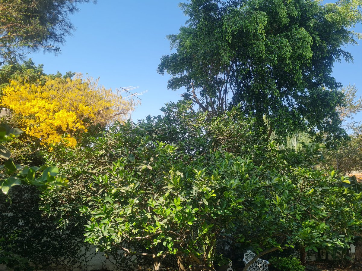 Entre árboles. Esperanza-invocación-para un mundo libre de genocidios como se comete en Gaza; guerras como en Ucrania y crímenes e injusticias que suceden a diario en el Planeta.