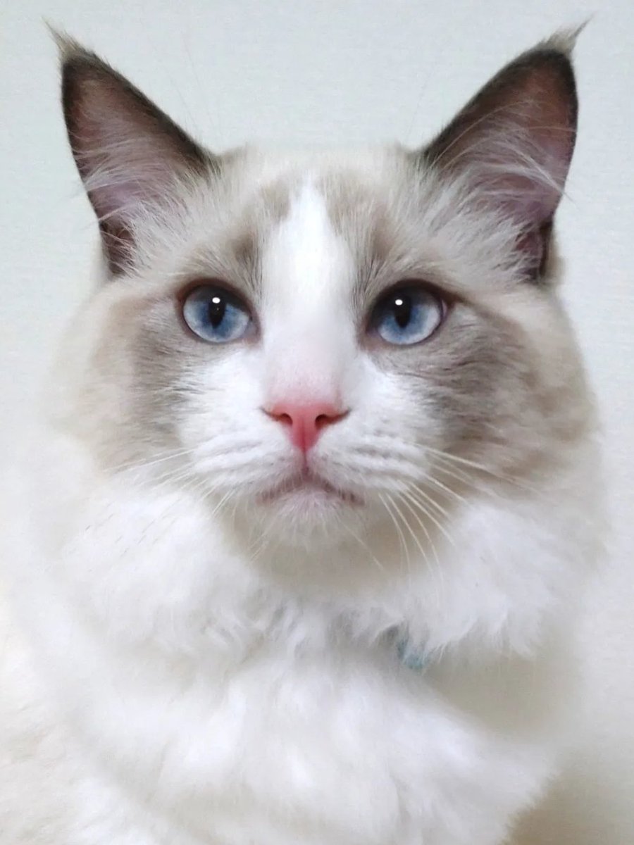 ミントくん🌿キャンドルテールのラグドール (@MintRagdoll) / Posts / X