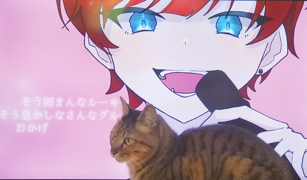 yurunyajju_ujjx's tweet photo. 何故かすなっちゃうぇいでリラックス中の愛猫たんෆ˚*
さて、気分アゲアゲでお仕事行ってきまーす!
#KIRAのうたみた
#Snatchaway https://t.co/rtr0Ewunwb