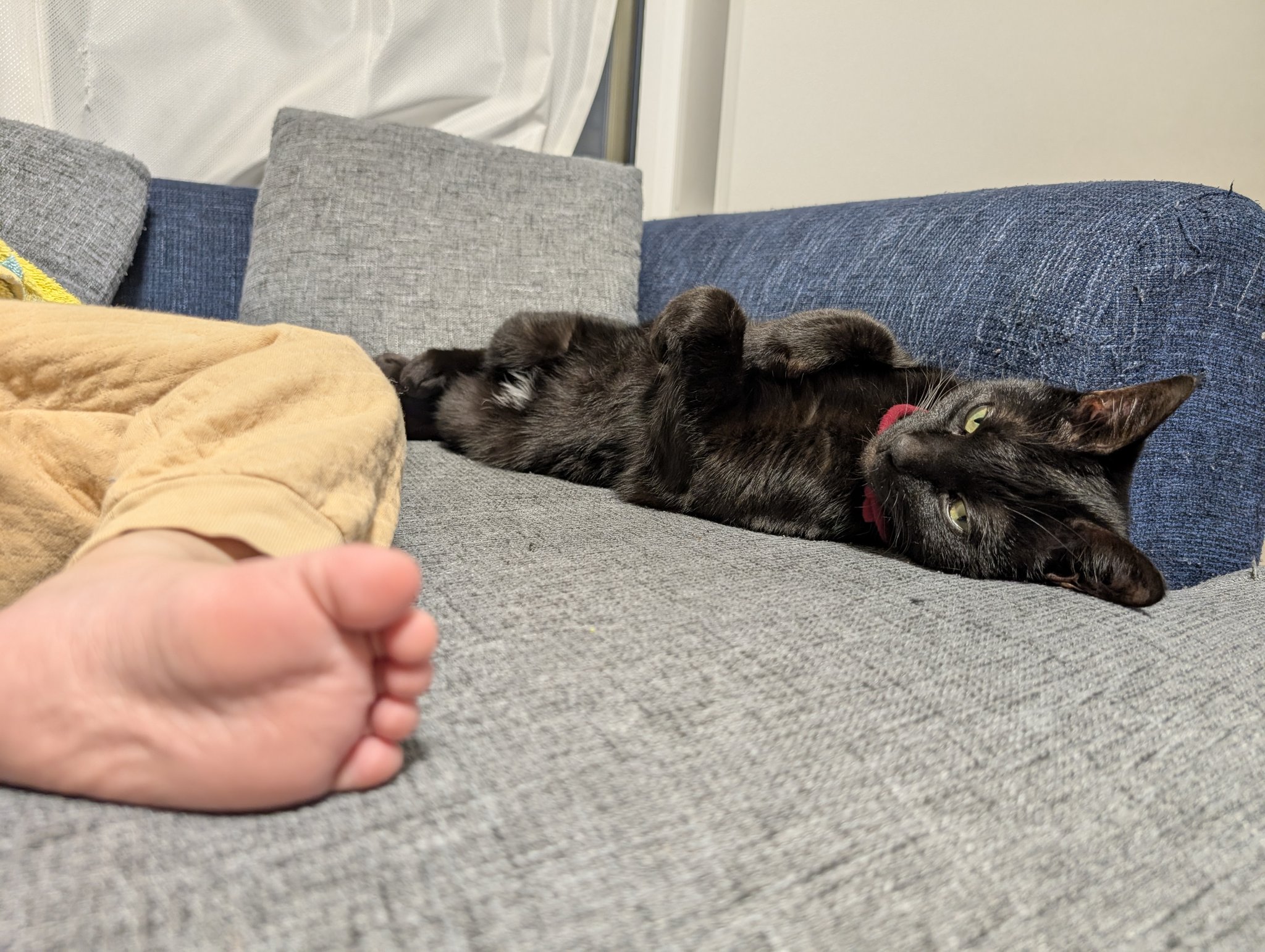仔猫を拾ったので on X: 仔猫を拾ったので on X: