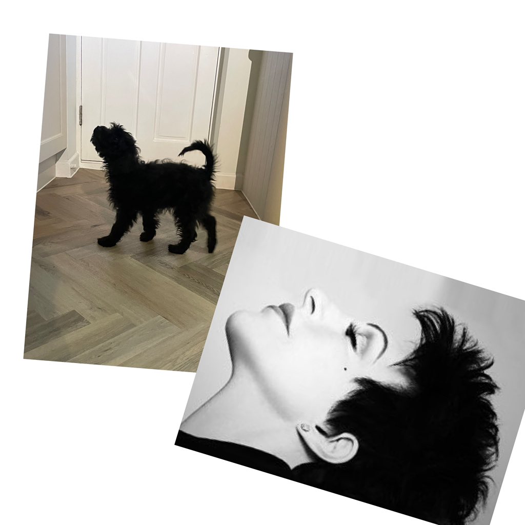 seannywithay's tweet photo. Let me see your best pet doppelgänger #lookalike 
Me pet >>>>>>>>>

#fyp https://t.co/ij4BT8Famb