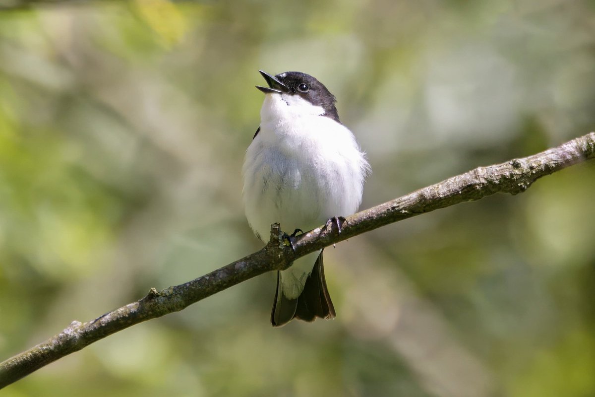Garbo69's tweet image. Pied Flycatcher at Barnard Castle yesterday.  @teesbirds1 @teesmouthbc @DurhamBirdClub @Natures_Voice @WildlifeMag @BBCSpringwatch