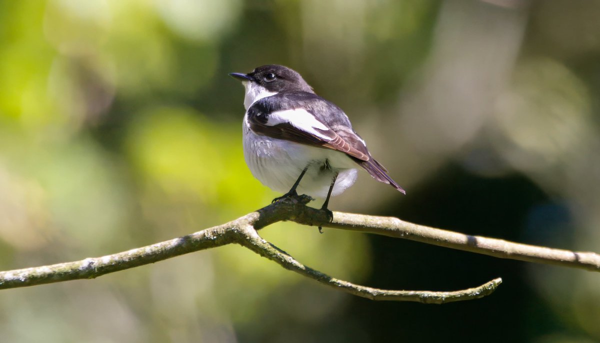 Garbo69's tweet image. Pied Flycatcher at Barnard Castle yesterday.  @teesbirds1 @teesmouthbc @DurhamBirdClub @Natures_Voice @WildlifeMag @BBCSpringwatch