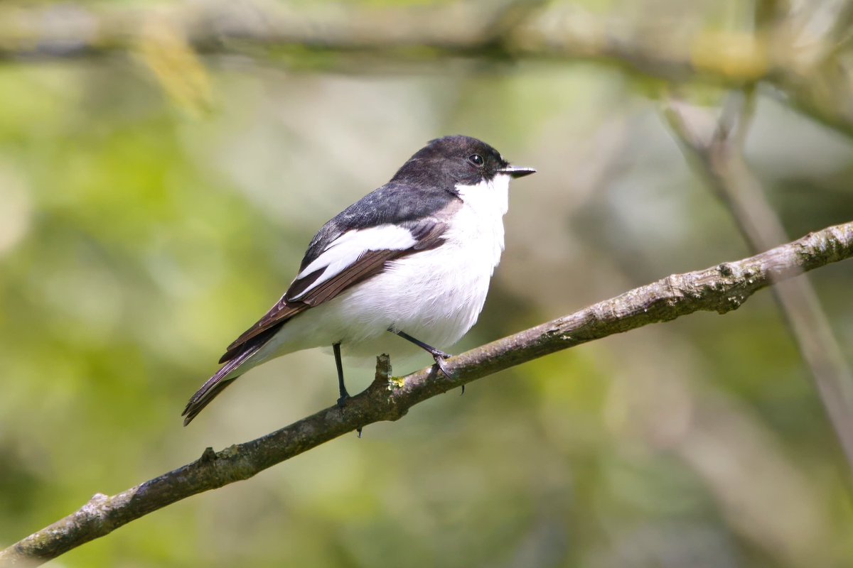 Garbo69's tweet image. Pied Flycatcher at Barnard Castle yesterday.  @teesbirds1 @teesmouthbc @DurhamBirdClub @Natures_Voice @WildlifeMag @BBCSpringwatch
