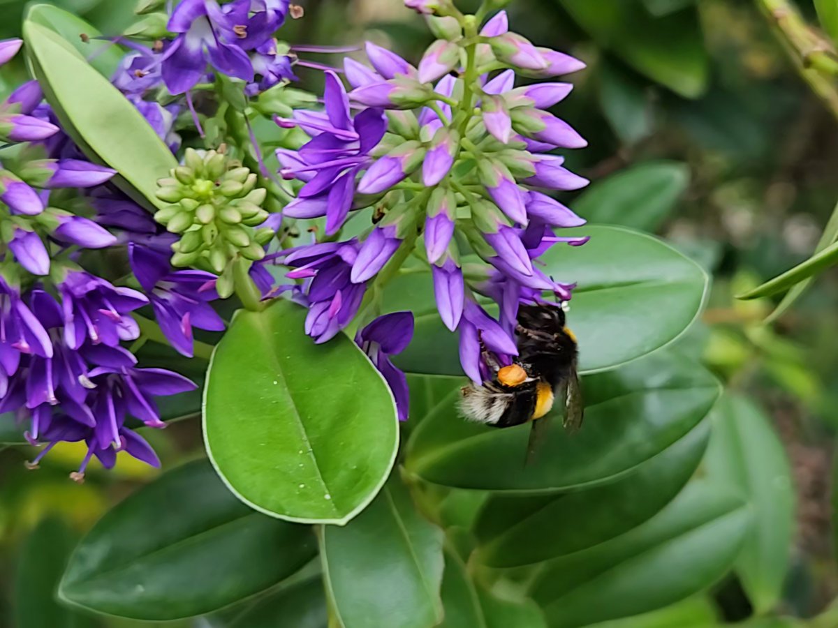 BeeAllAboutIt's tweet photo. Bumblebee on Hebe

#Bees #Flowers #Wallpapers https://t.co/YU6zgGsxAG