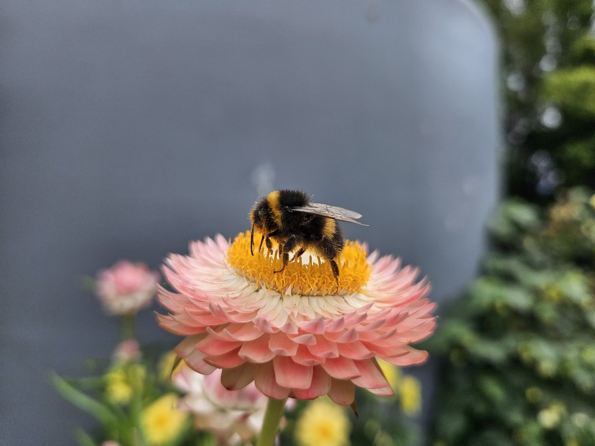 BeeAllAboutIt's tweet photo. Bumblebee on Strawflower

#Bees #Flowers #Wallpapers https://t.co/60uMuPJ0tw